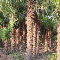 palme trachycarpus fortunei