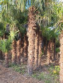 palme trachycarpus fortunei