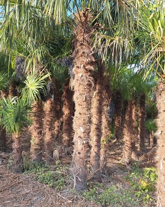 palme trachycarpus fortunei