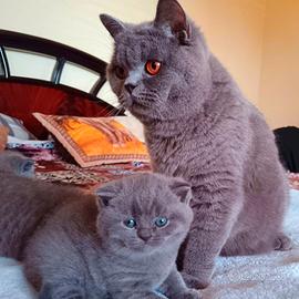 British shorthair blue