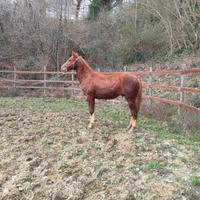 Puledro quarter horse