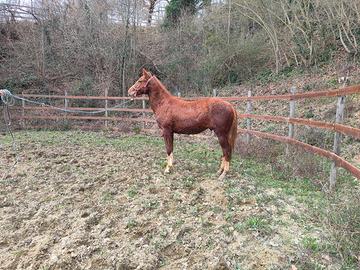 Puledro quarter horse