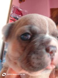 Bulldog francese