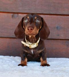 BASSOTTO - BASSOTTI NANI CUCCIOLI chocolate