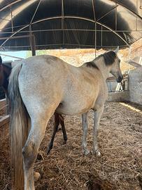 Cavalla andalusa