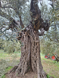 Piante di Ulivo secolare