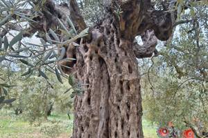 Piante di Ulivo secolare