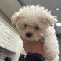 Cucciolo di maltese coreano