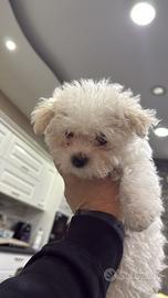 Cucciolo di maltese coreano