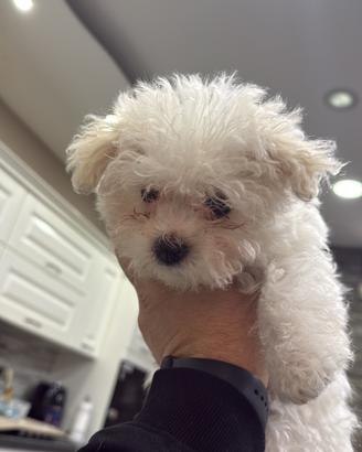 Cucciolo di maltese coreano