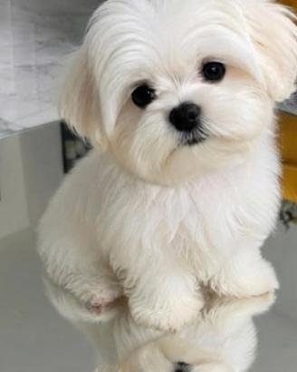 Maltese la taglia più piccola Ma/Fe disponibili