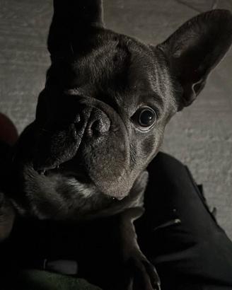 Bulldog Francese