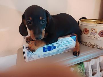 Bassotto nano cuccioli