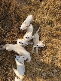 Siberian Husky con pedigree enci