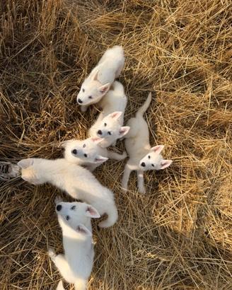 Siberian Husky con pedigree enci