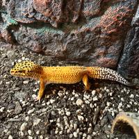 Geco leopardino con teca arredata