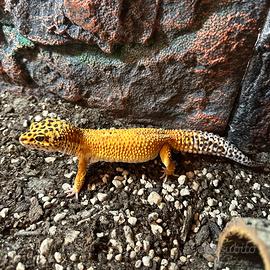 Geco leopardino con teca arredata