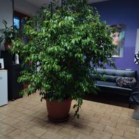 Pianta Ficus Benjamin 1991