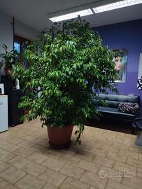 Pianta Ficus Benjamin 1991