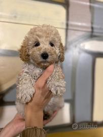 Cuccioli di barboncino