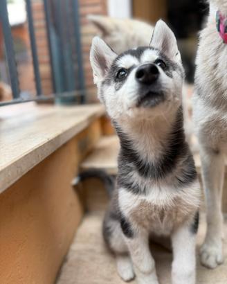 Siberian Husky