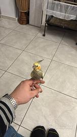 Calopsite più gabbia