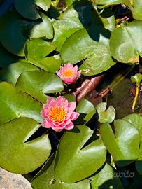 Ninfea rustica fiore rosa