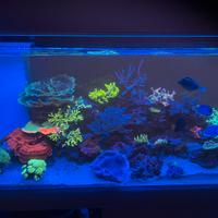 Pesci e coralli marini - Cernusco sul naviglio