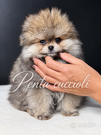 VOLPINO SPITZ di POMERANIA CUCCIOLI