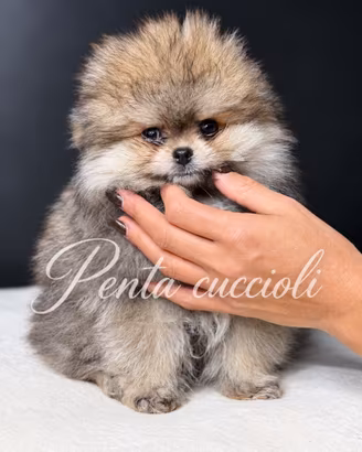 VOLPINO SPITZ di POMERANIA CUCCIOLI