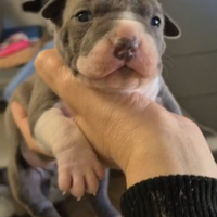 Amstaff cuccioli - disponibili dal 10 aprile