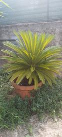 2 Cycas - vaso e interrata