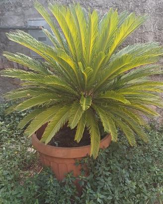 2 Cycas - vaso e interrata