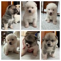 Cuccioli akita inu