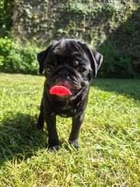 Cuccioli Carlino nero