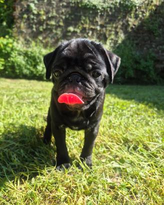 Cuccioli Carlino nero