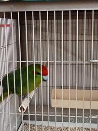 Coppia kakariki