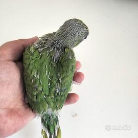 Parrocchetto dal collare allevato a mano