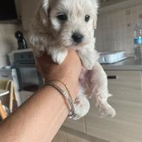 Cucciolo di maltipoo