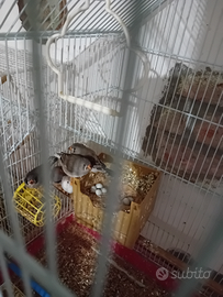 Bengalini riproduttivi