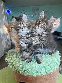 Cuccioli Maine Coon