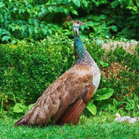 Pavone blu occhi bianchi