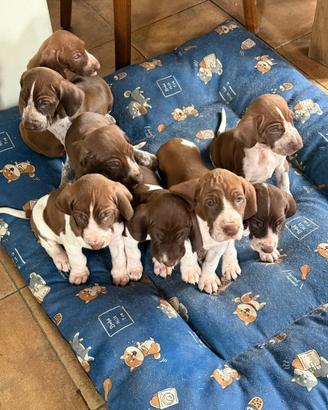 Ciccioli bracco italiano