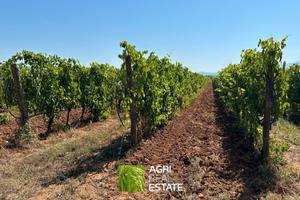 Vigneto 3,5 ettari DOC Montecucco con pozzo e PAC