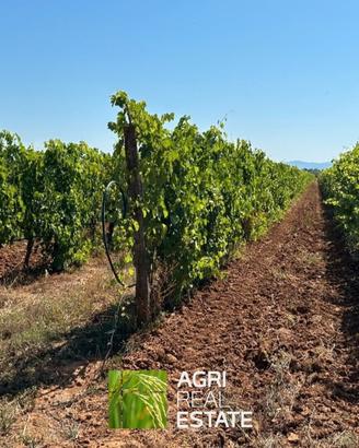 Vigneto 3,5 ettari DOC Montecucco con pozzo e PAC