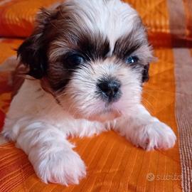 Cuccioli di shitzu