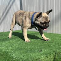 Bulldog francese