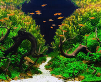 NUOVI Legni naturali per Aquascaping /Acquari