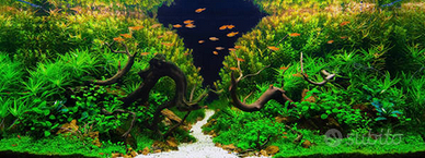 NUOVI Legni naturali per Aquascaping /Acquari