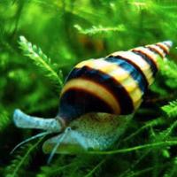 Lumache Helena,Melanoides Tuberculata, Tylomelania